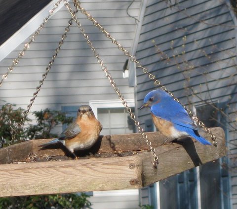 Bluebirds