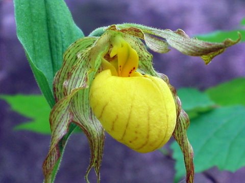 Lady Slipper