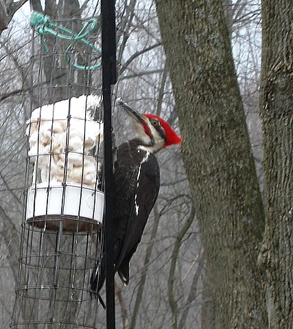 Pileated Woodpecker
